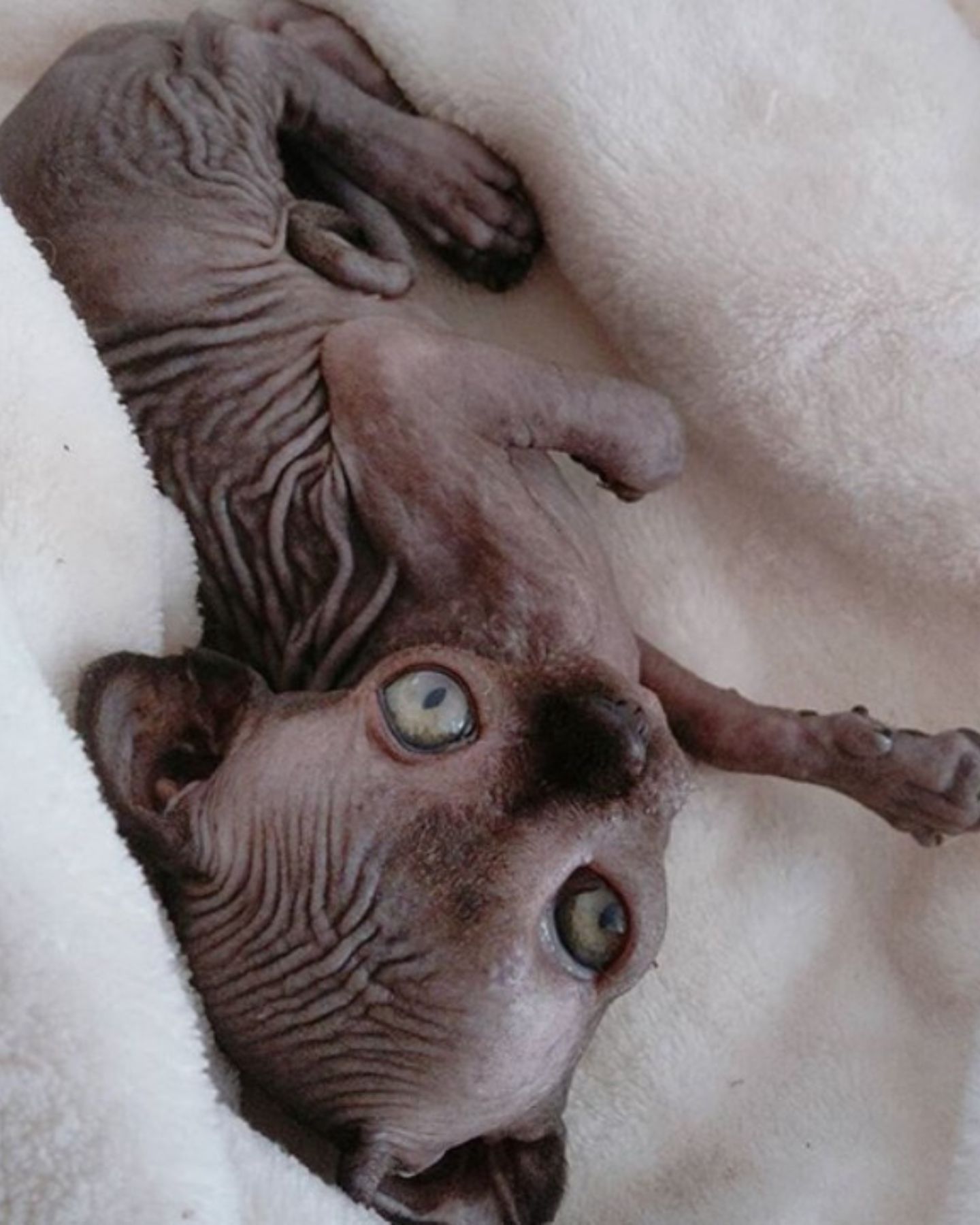 photo of sphynx cat lying