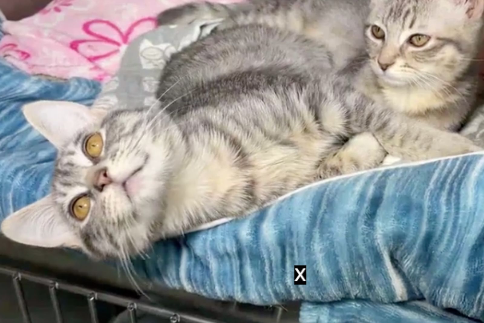 rescued kittens lying