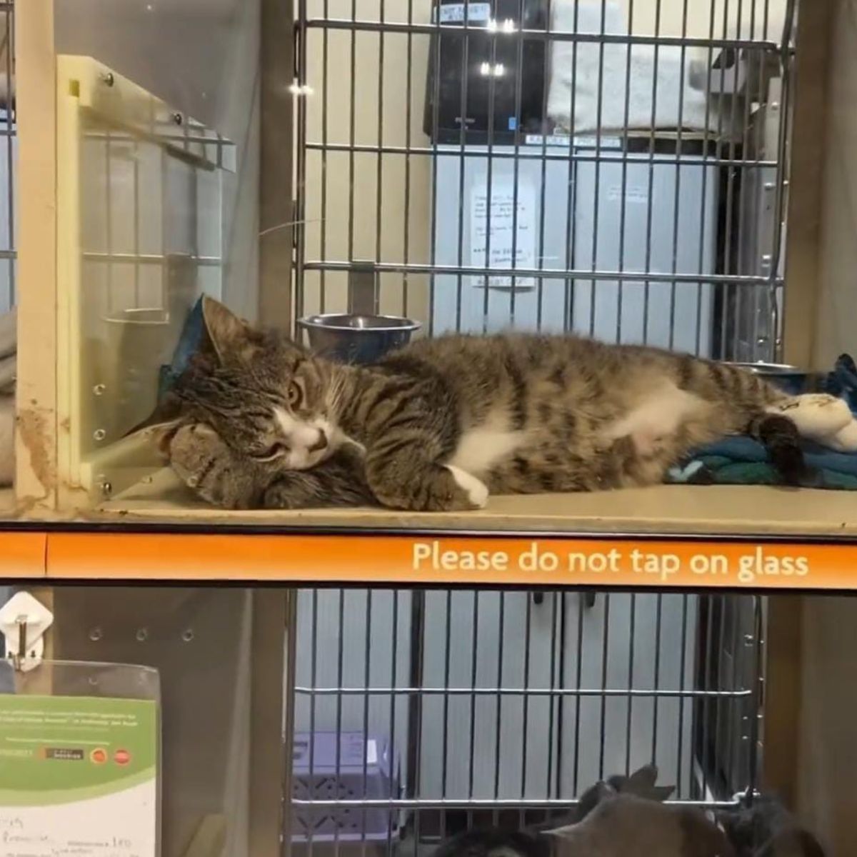 sad cat in shelter