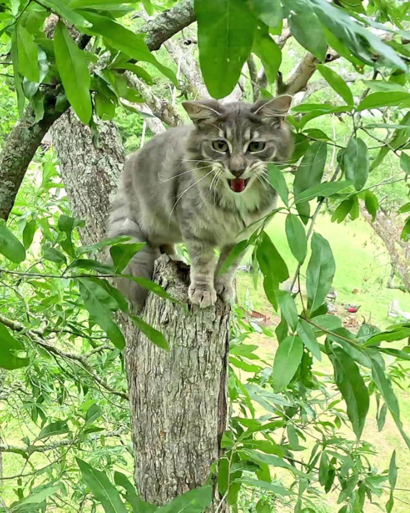 scared cat on a tree