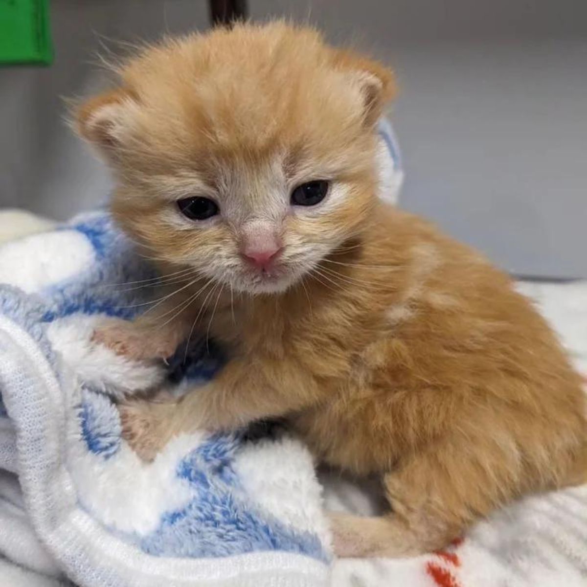 small orange kitten