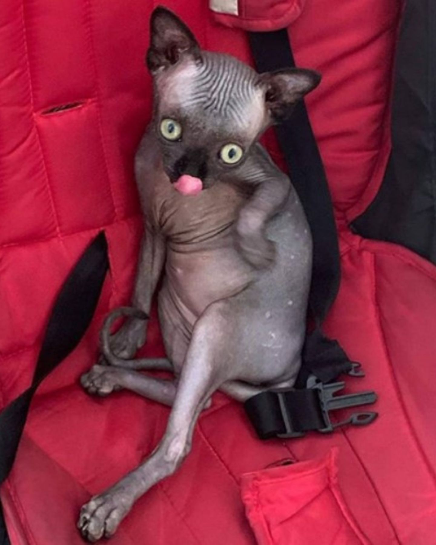 sphynx cat in a red stroller