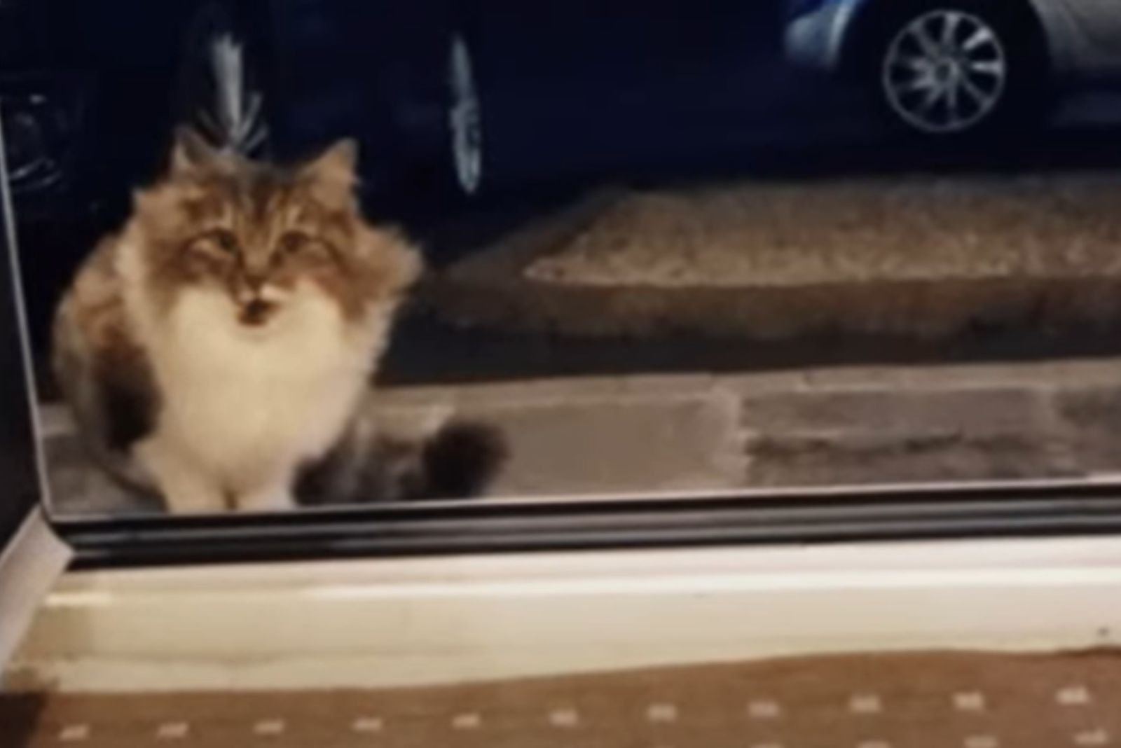 stray cat on a window sill