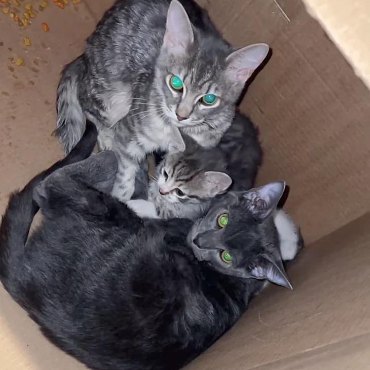 three cats in a box