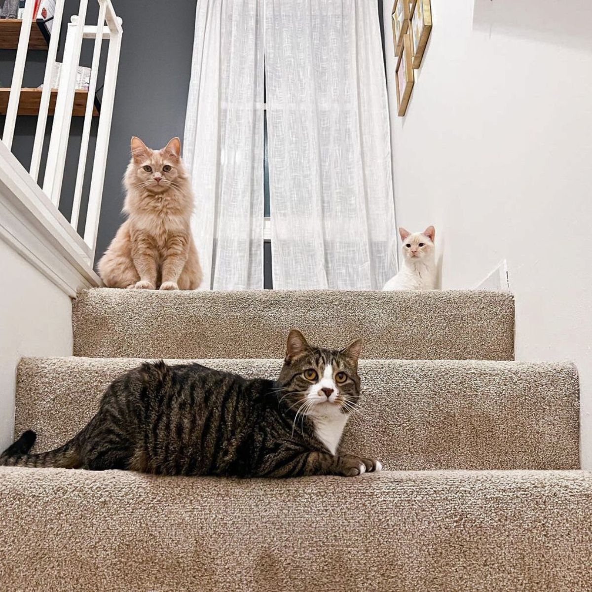 three cats on stairs