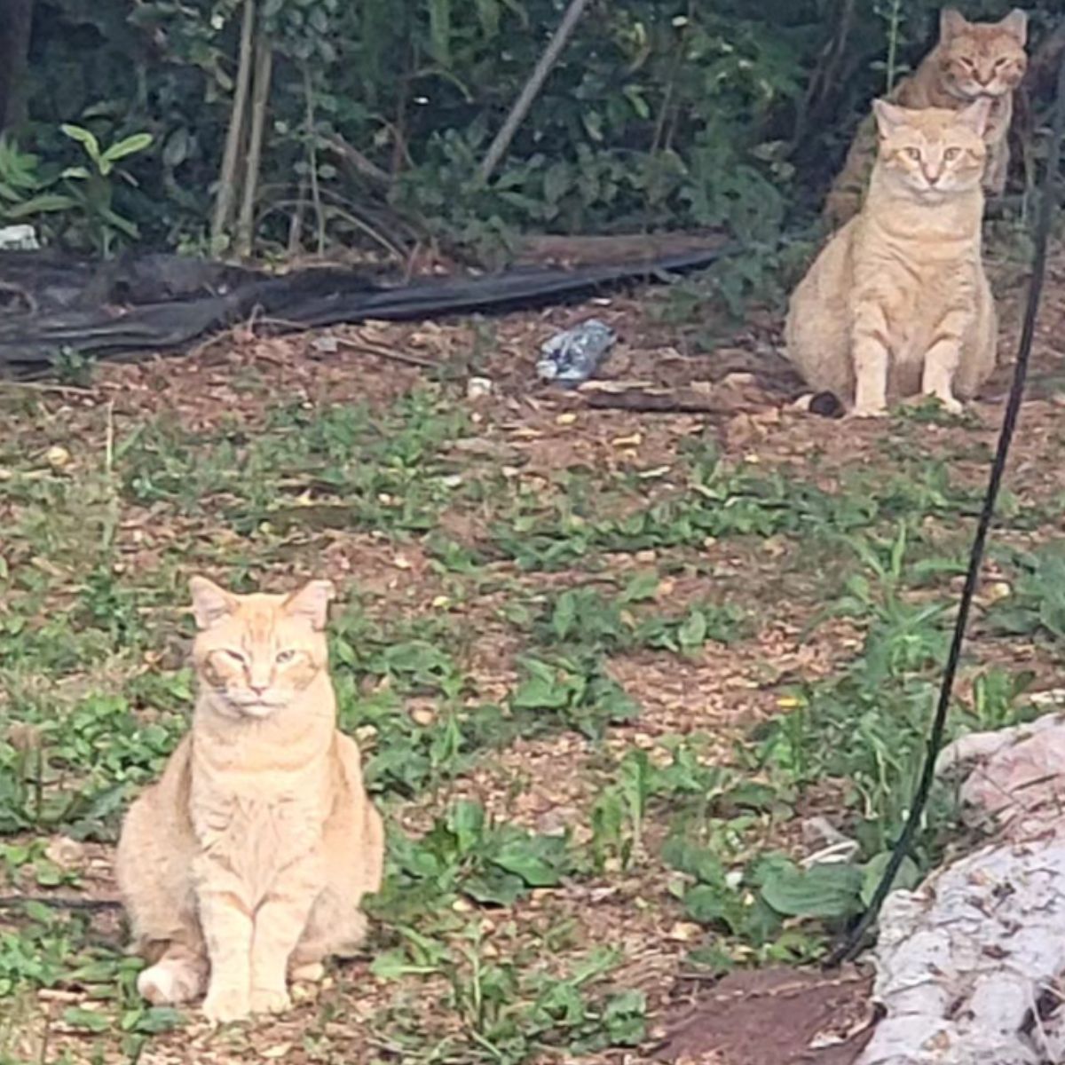 three ginger cats