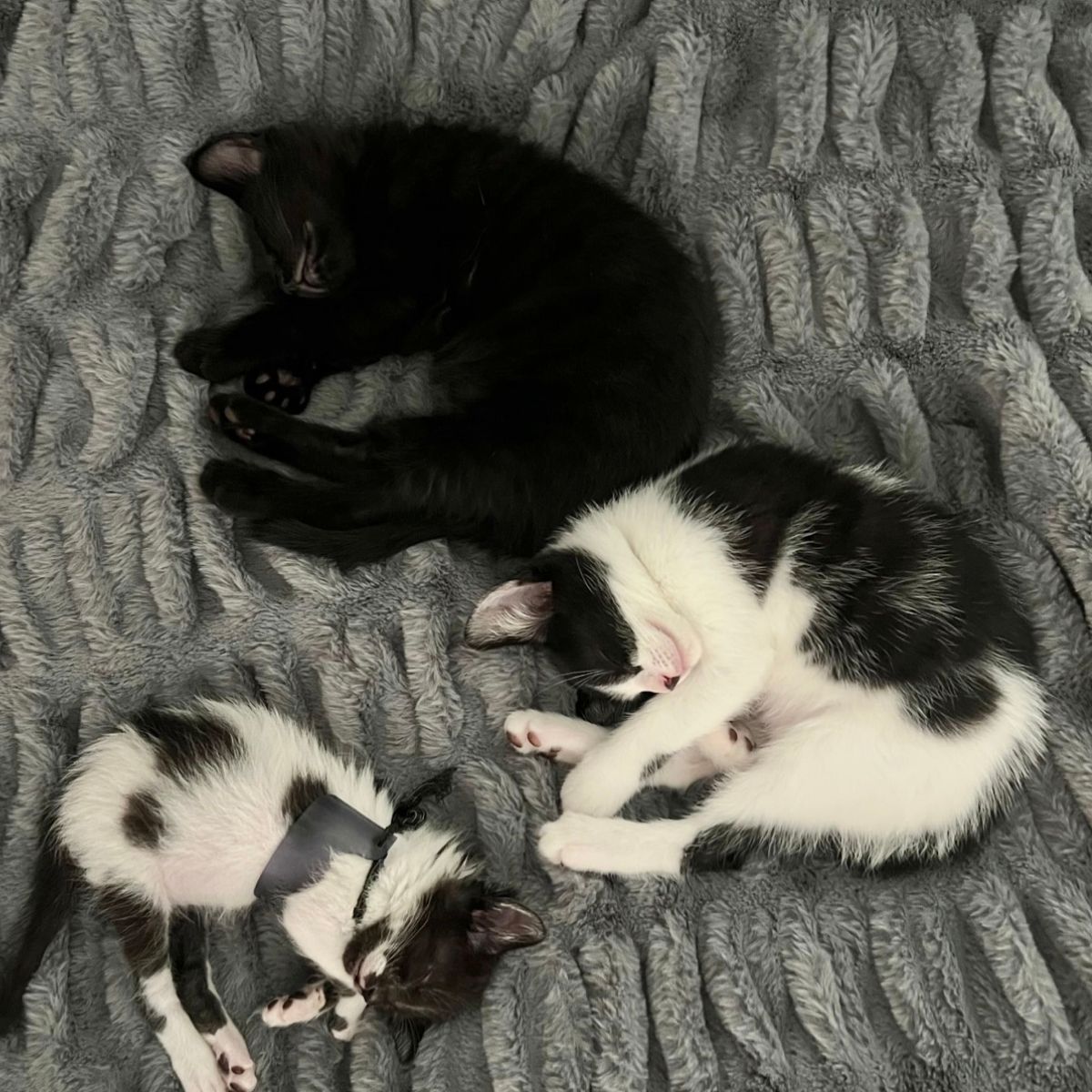 three kittens sleeping on a blanket