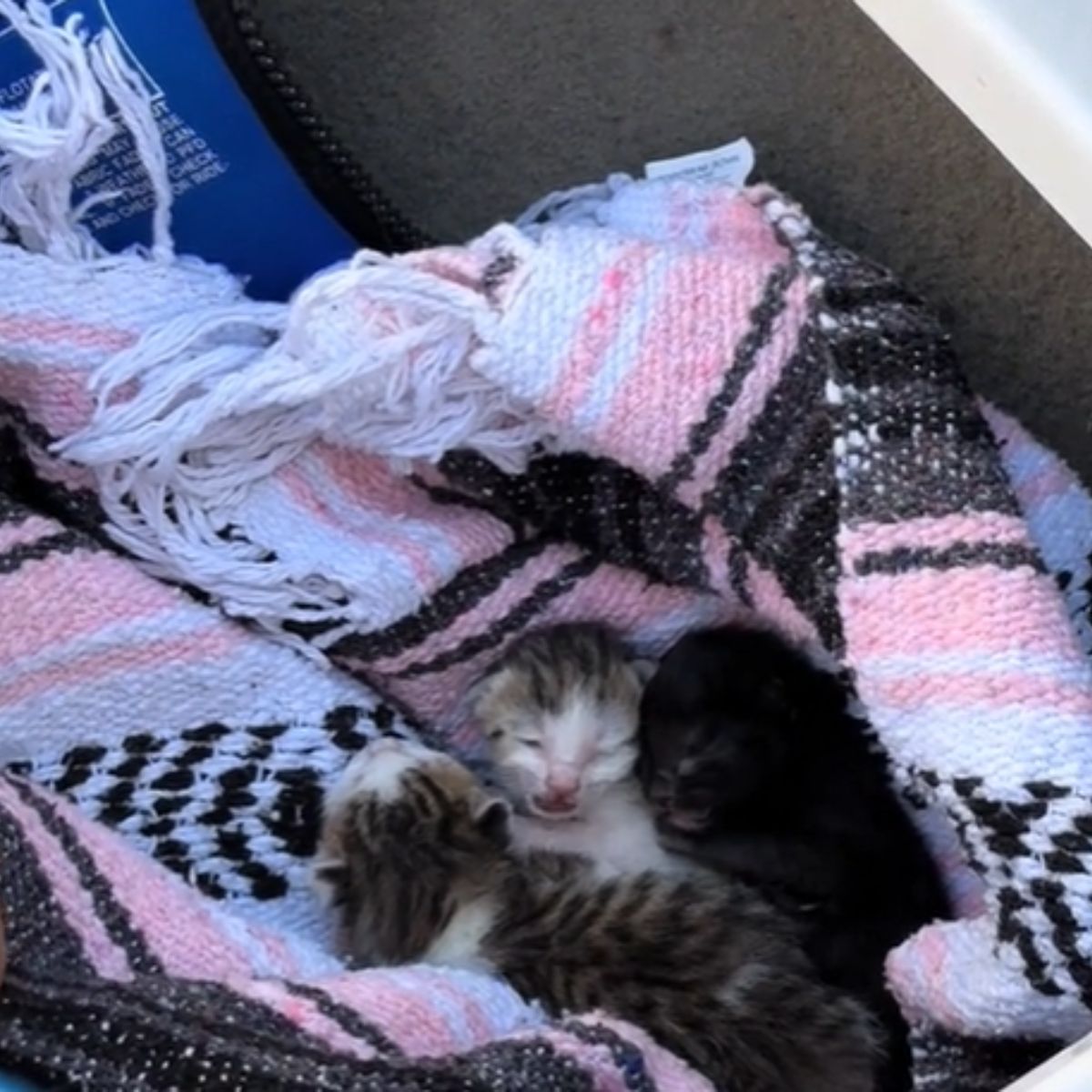 tiny kittens in a blanket