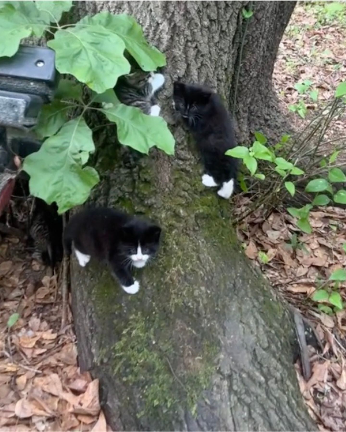 tiny kittens in yard