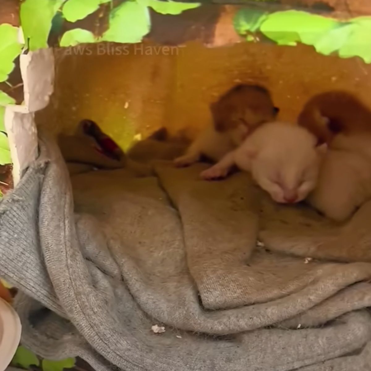 tiny kittens on the blanket