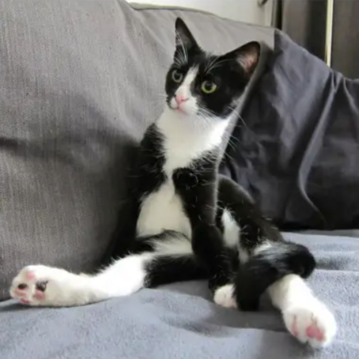 tuxedo cat sitting on a couch