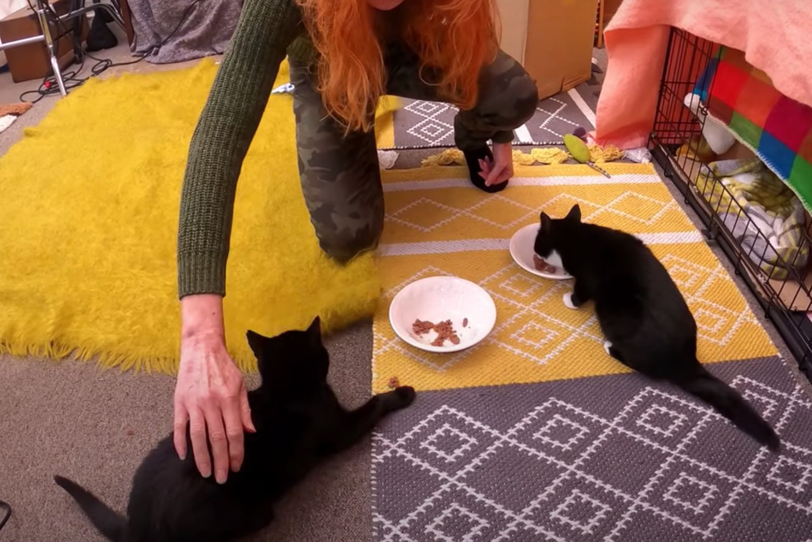two black kittens eating