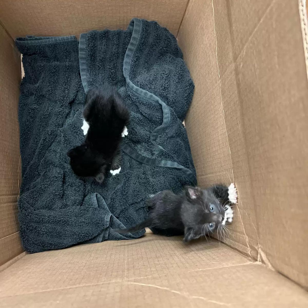 two black kittens in a box