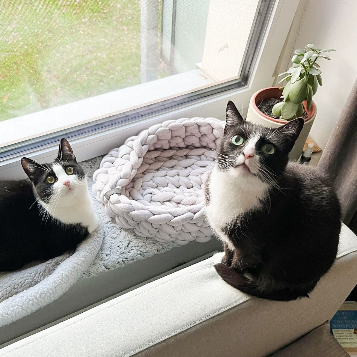 two cats on a window sill