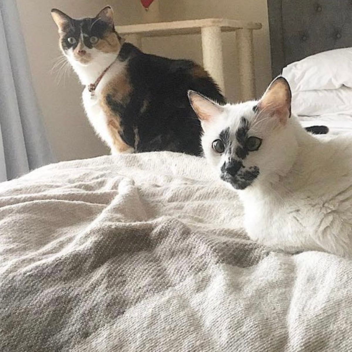 two cats on bed