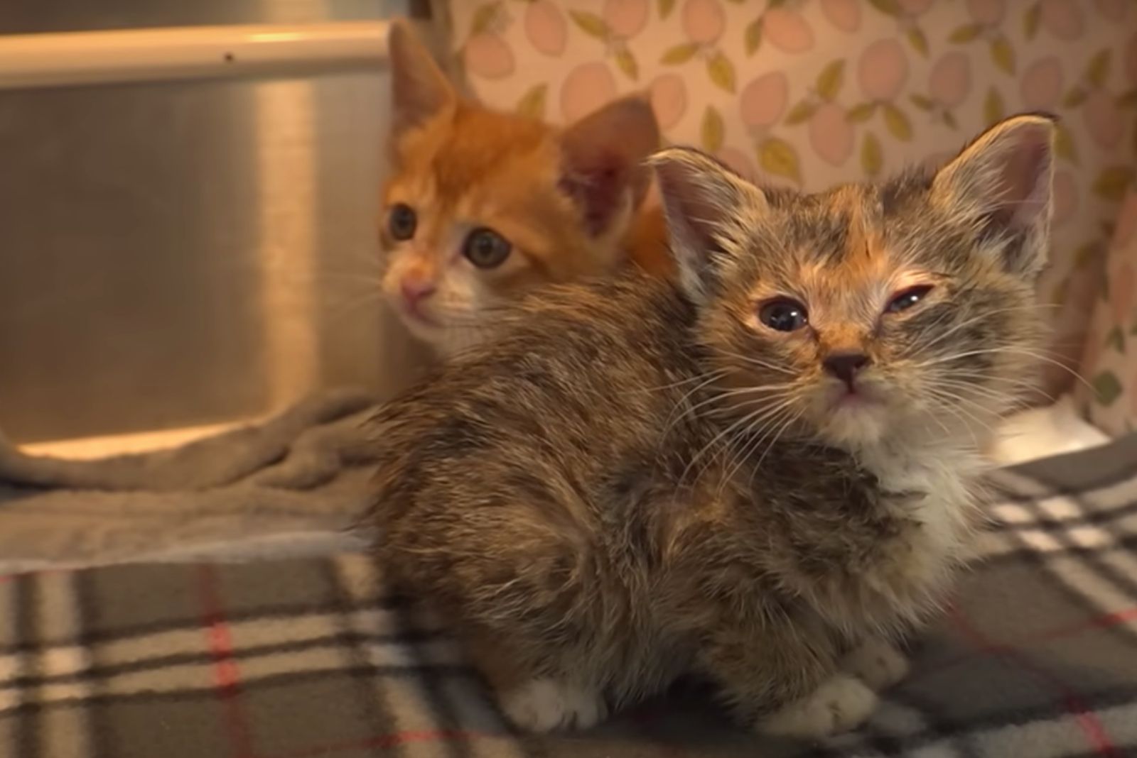 two cute newborn kittens