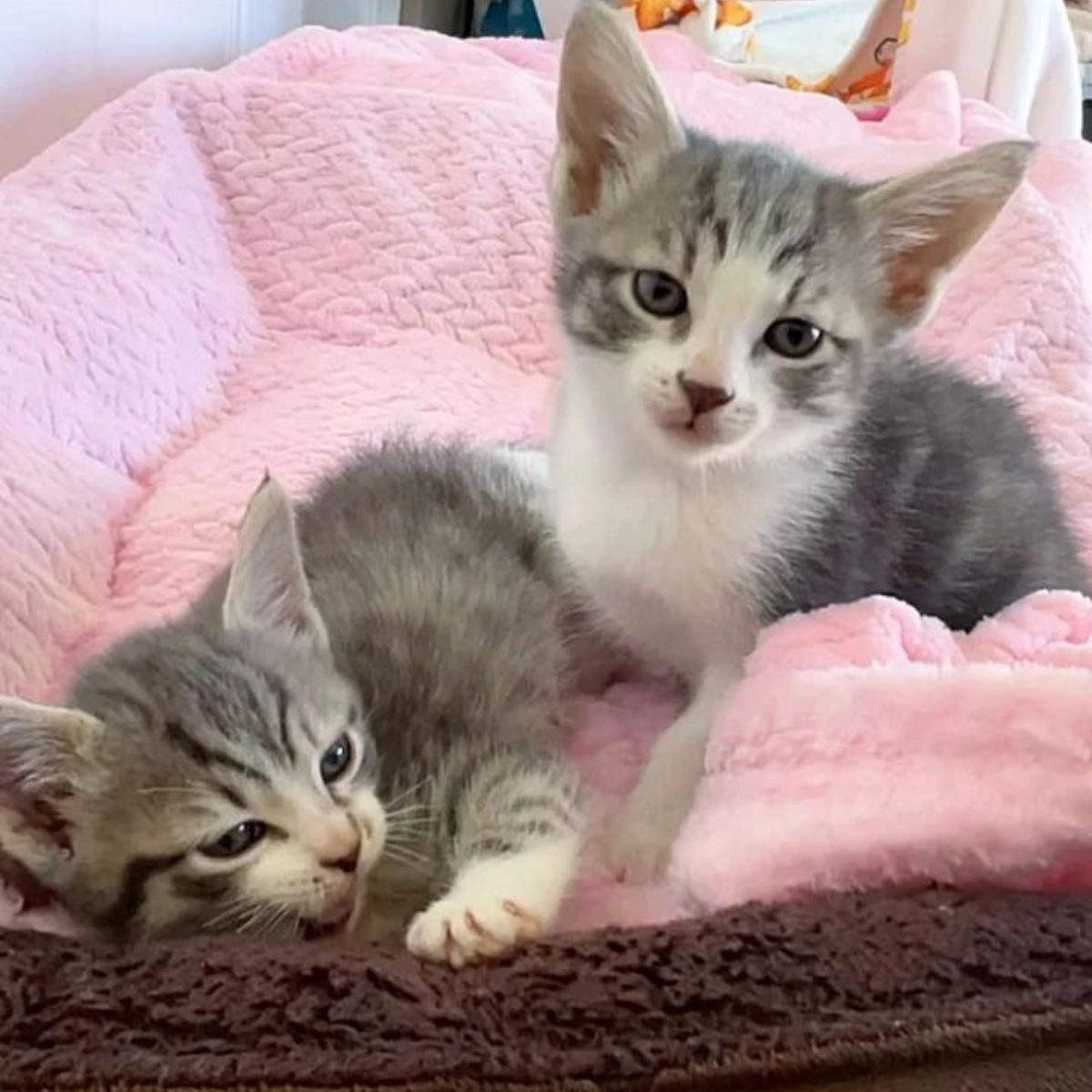 two gray kittens