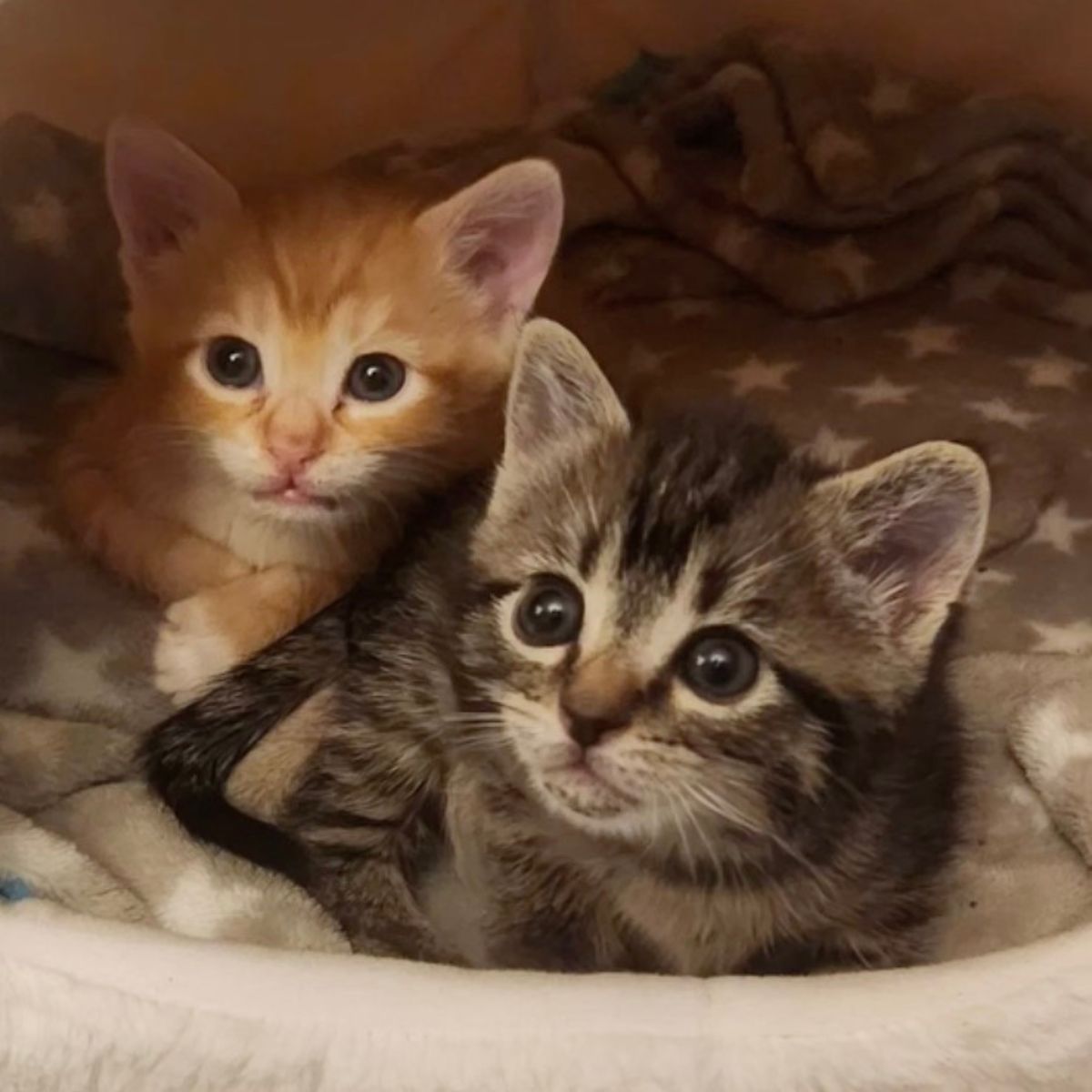 two kittens lying