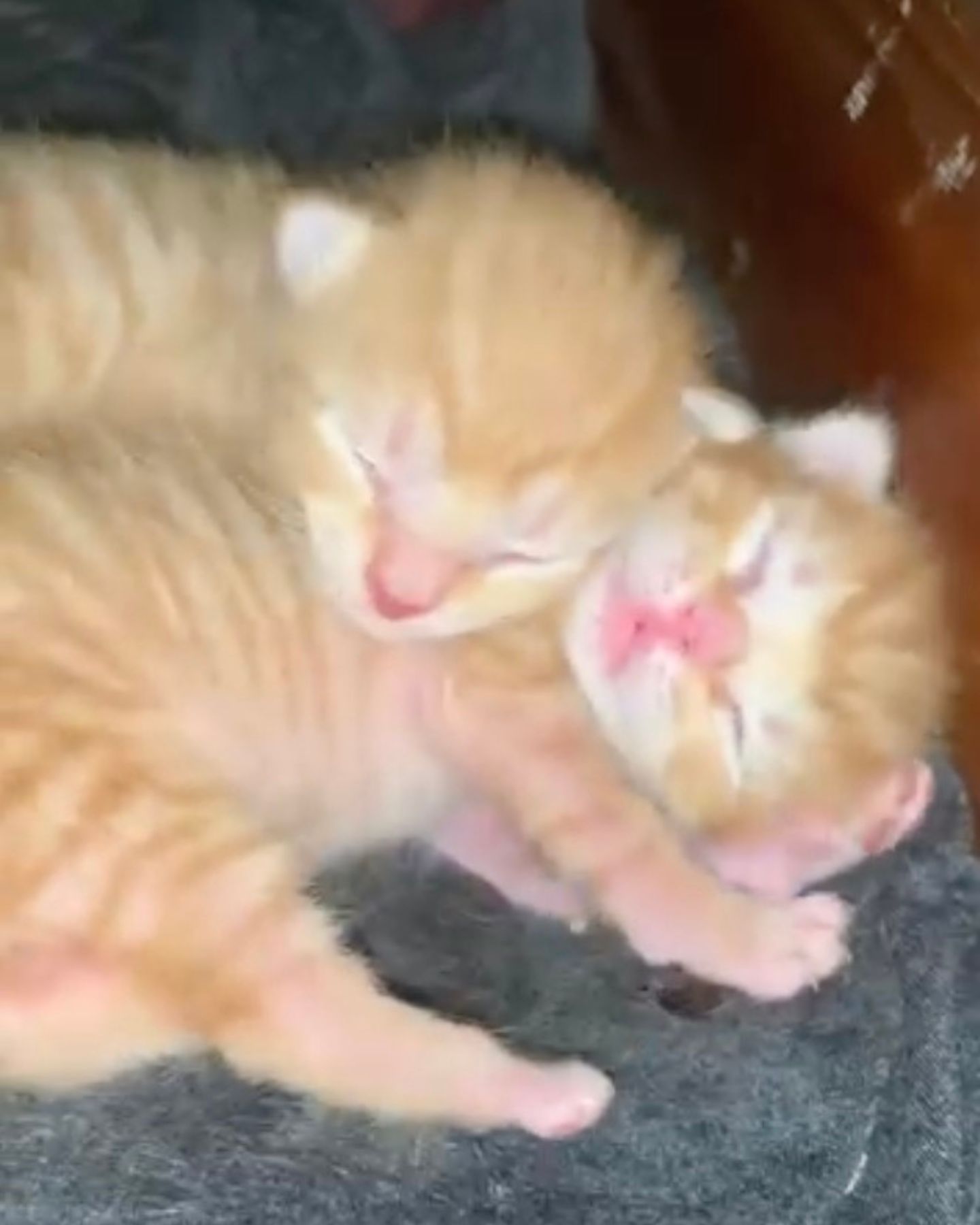 two kittens sleeping