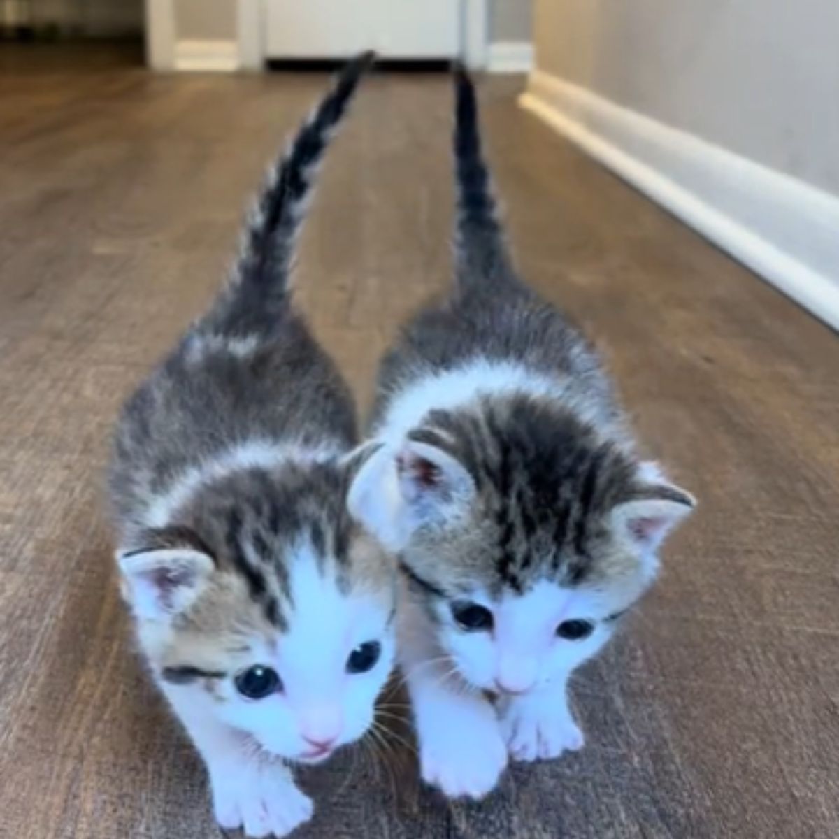 two little kittens