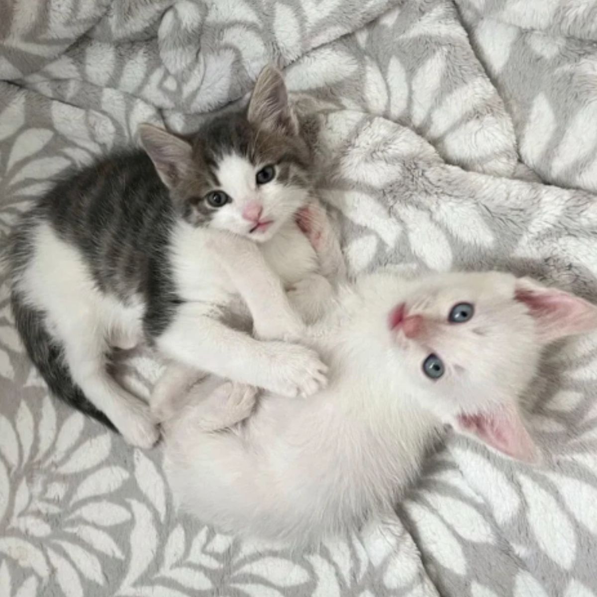 two sweet kittens looking up