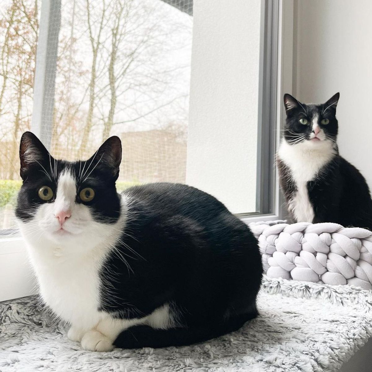 two tuxedo cats by the window