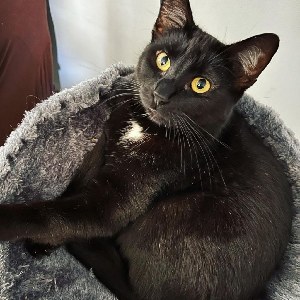 very beautiful black cat