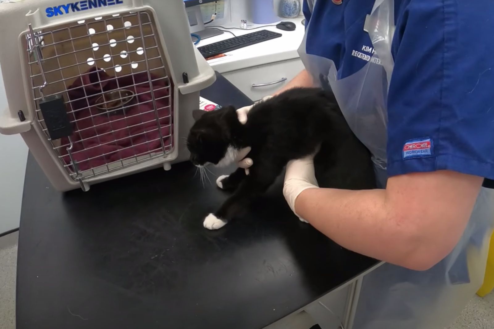 vet examining black kitten
