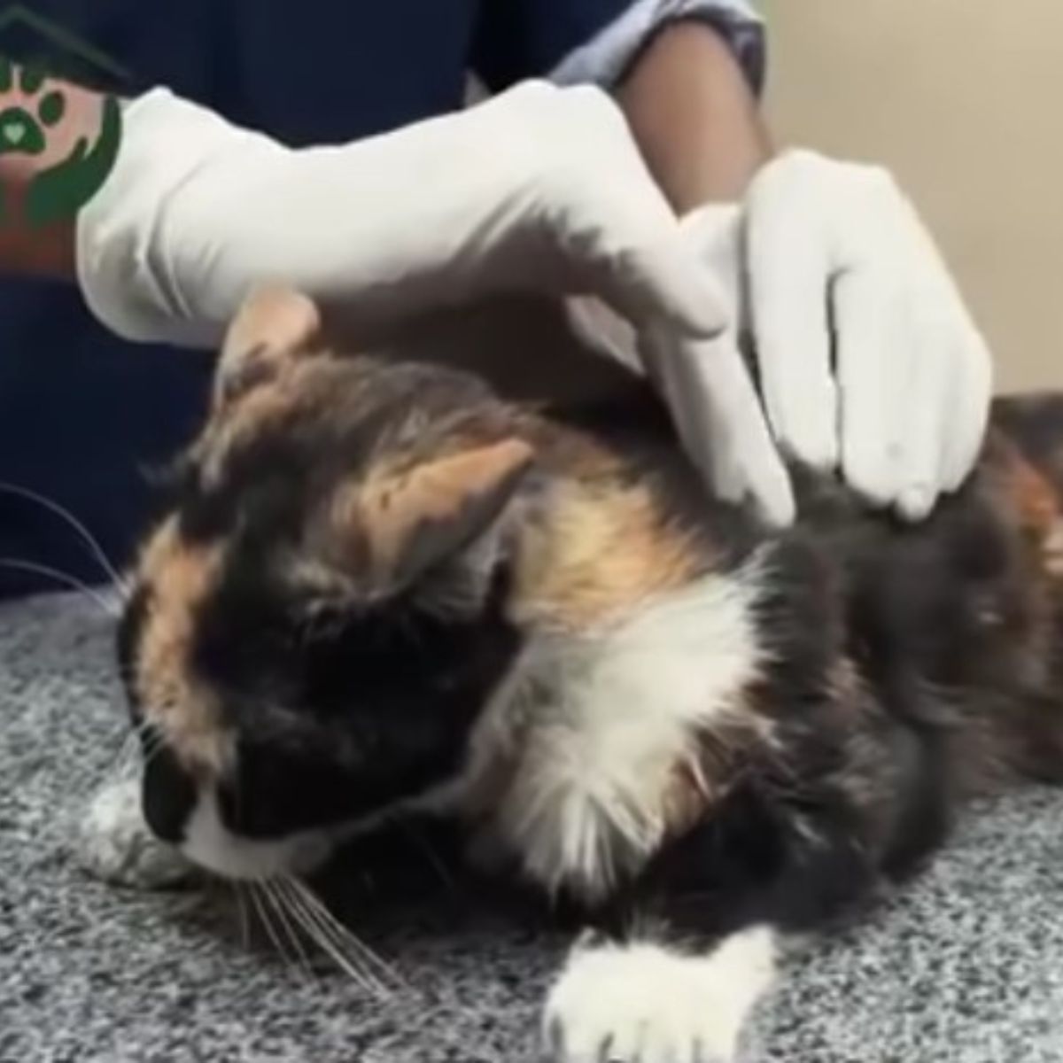 vet helping a cat