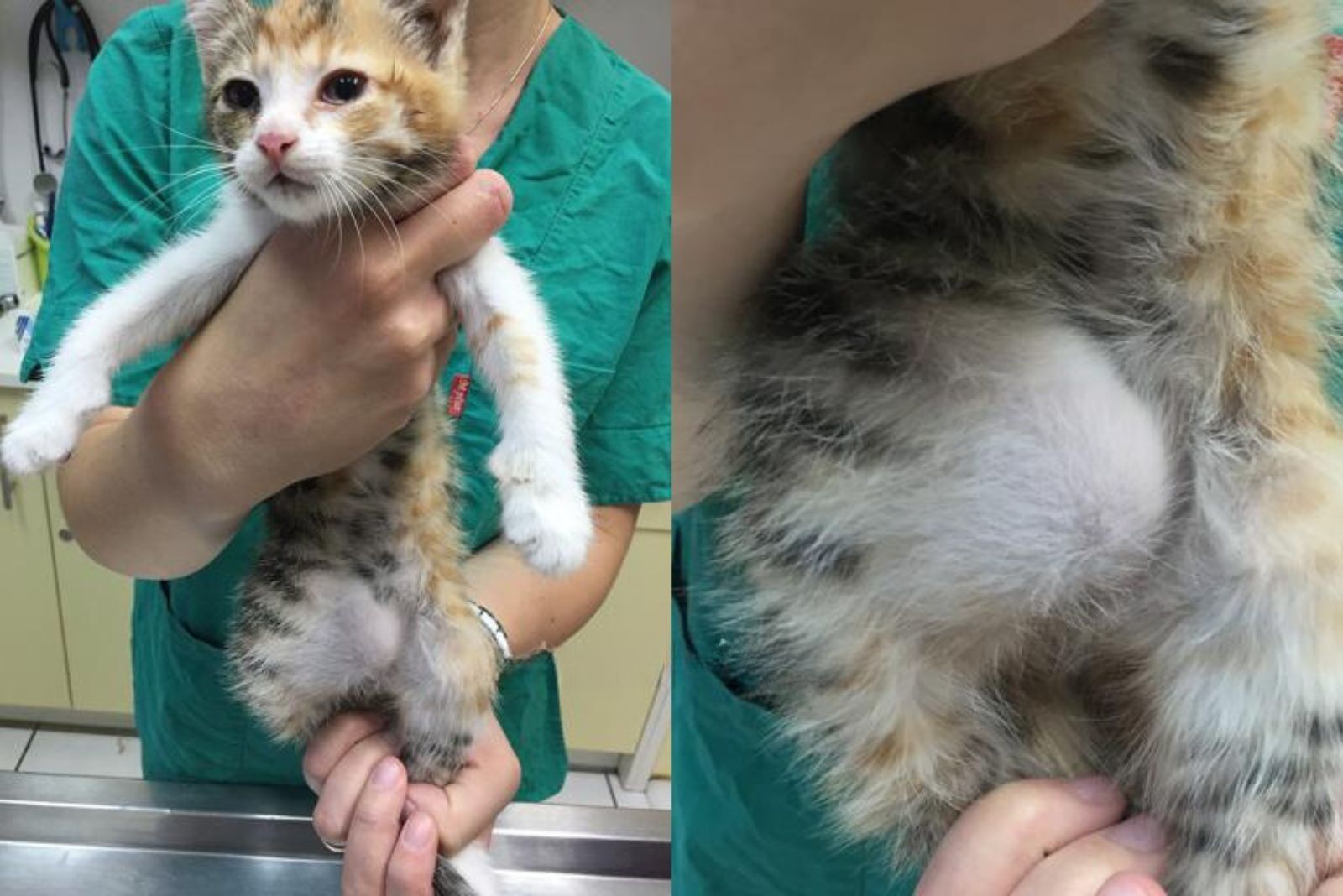 vet holding a calico kitten