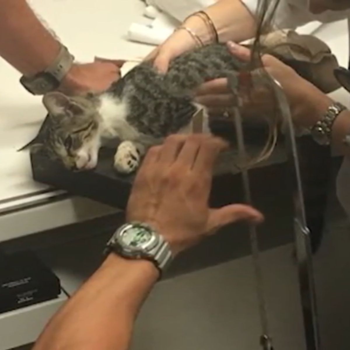 vets helping a cat