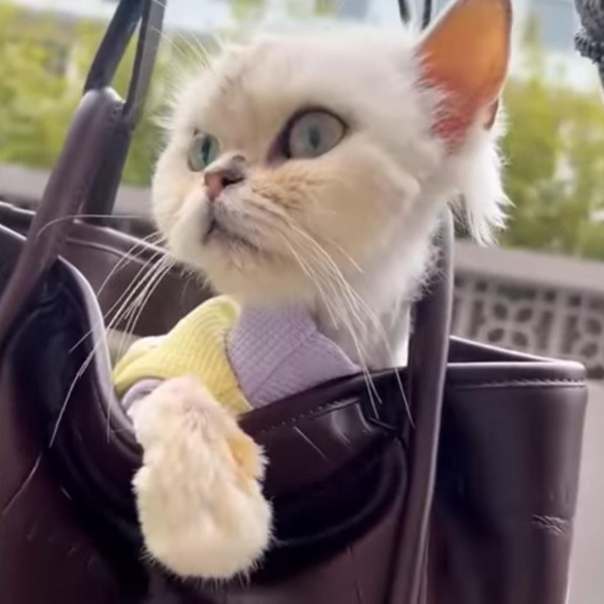 white cat in bag