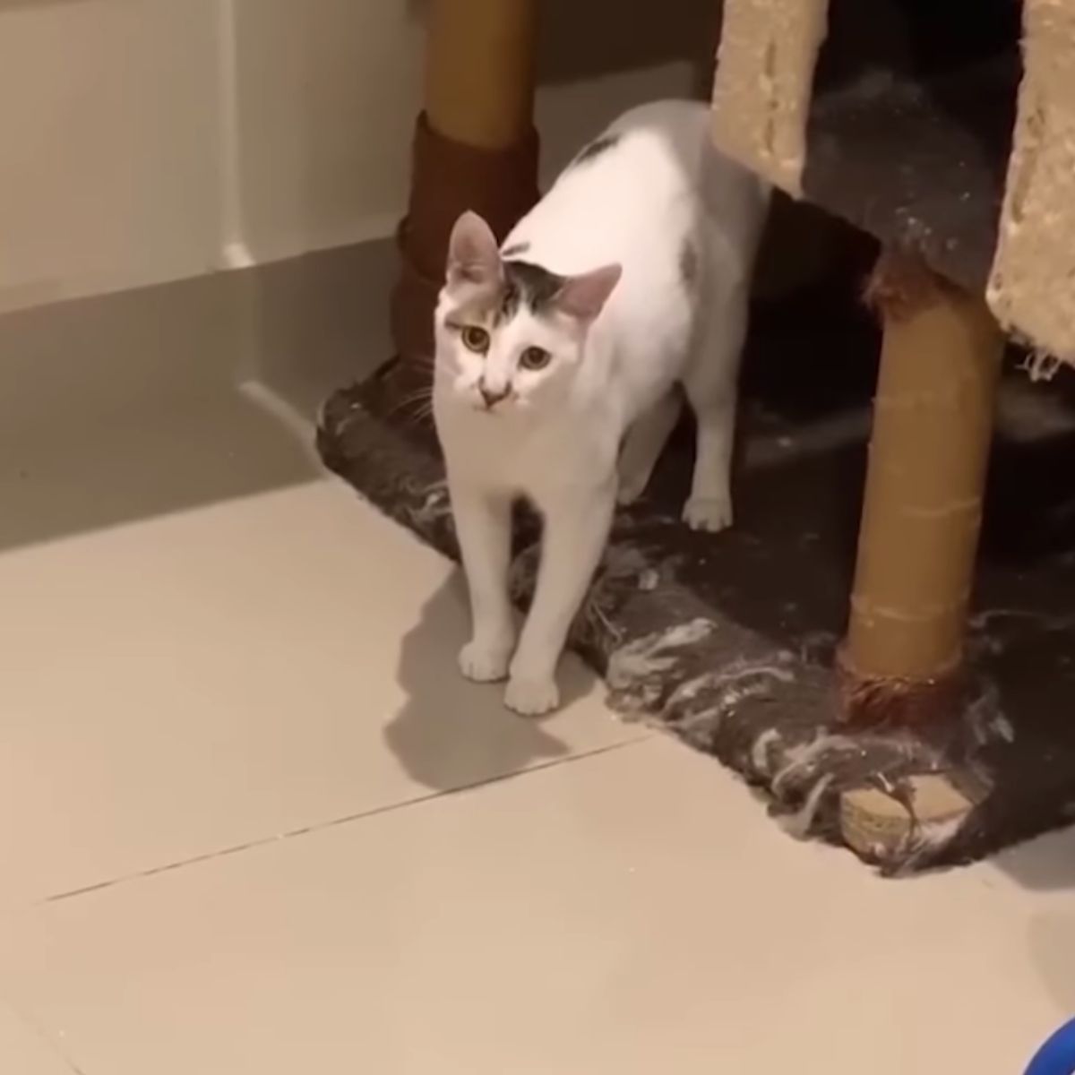 white cat in the house