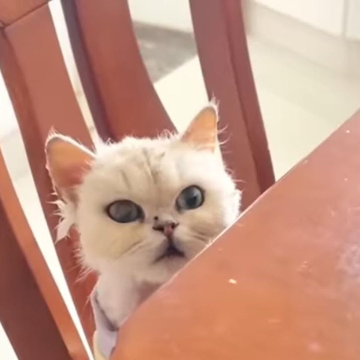 white cat on chair