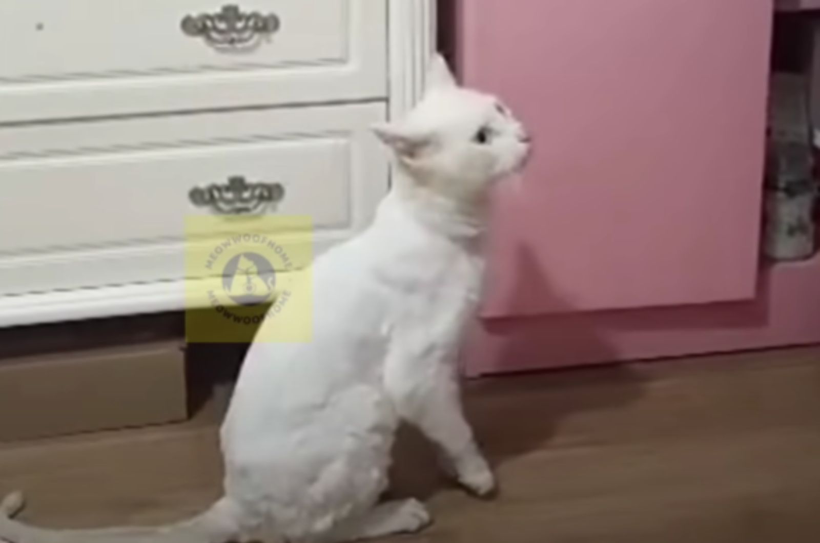 white cat sitting on the floor