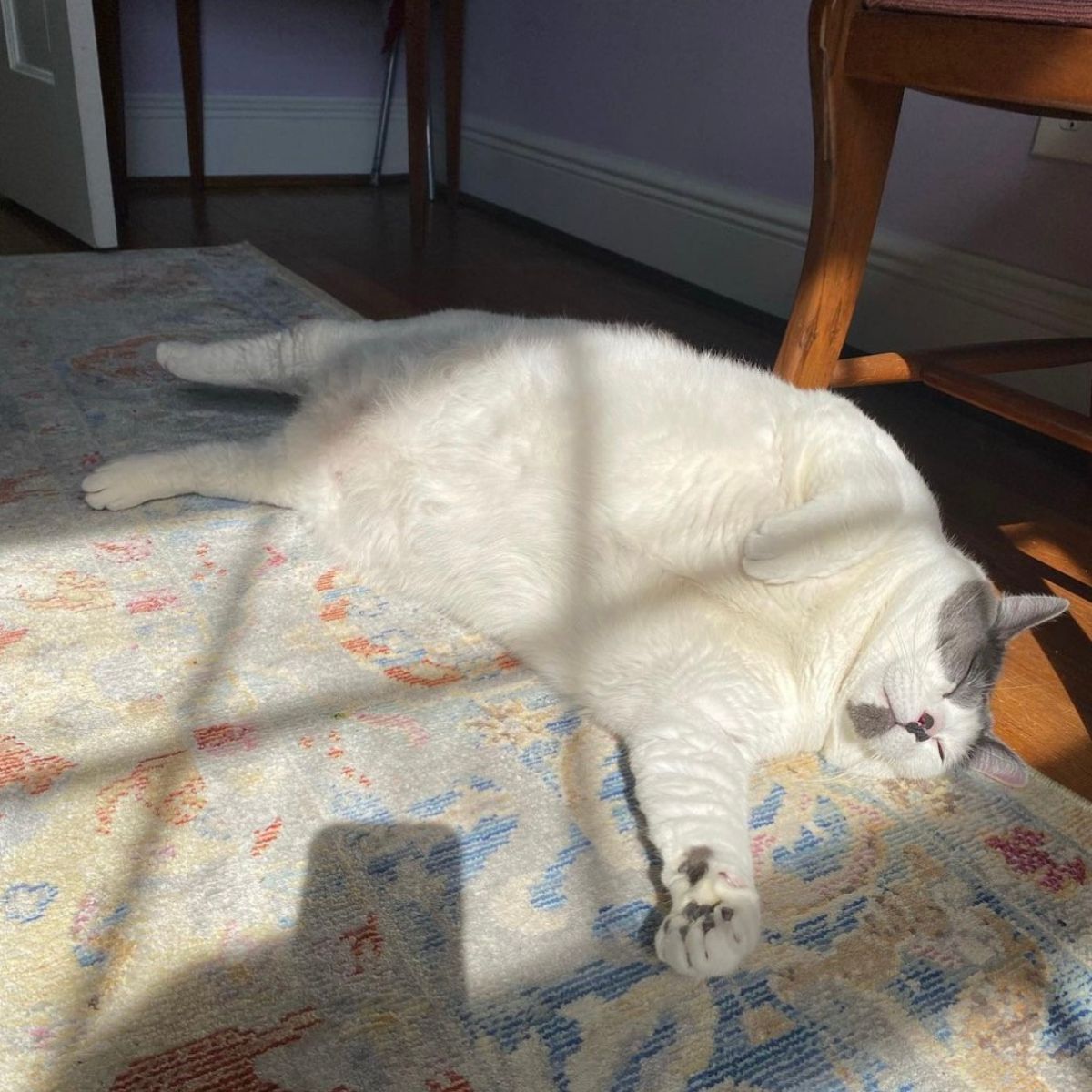 white fat cat