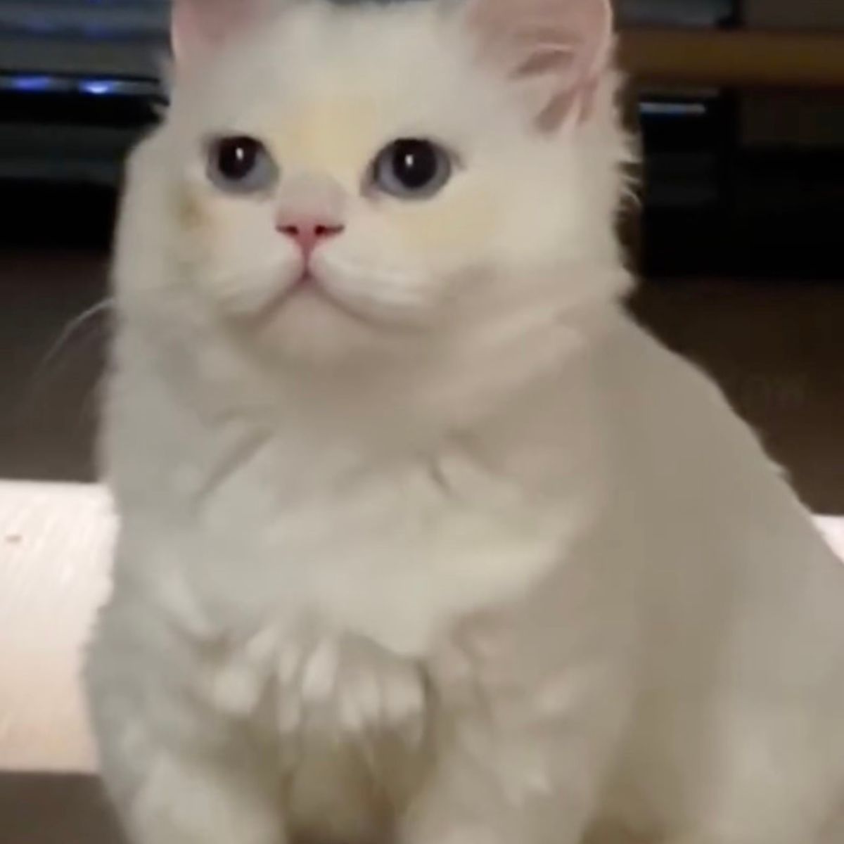 white fluffy cat