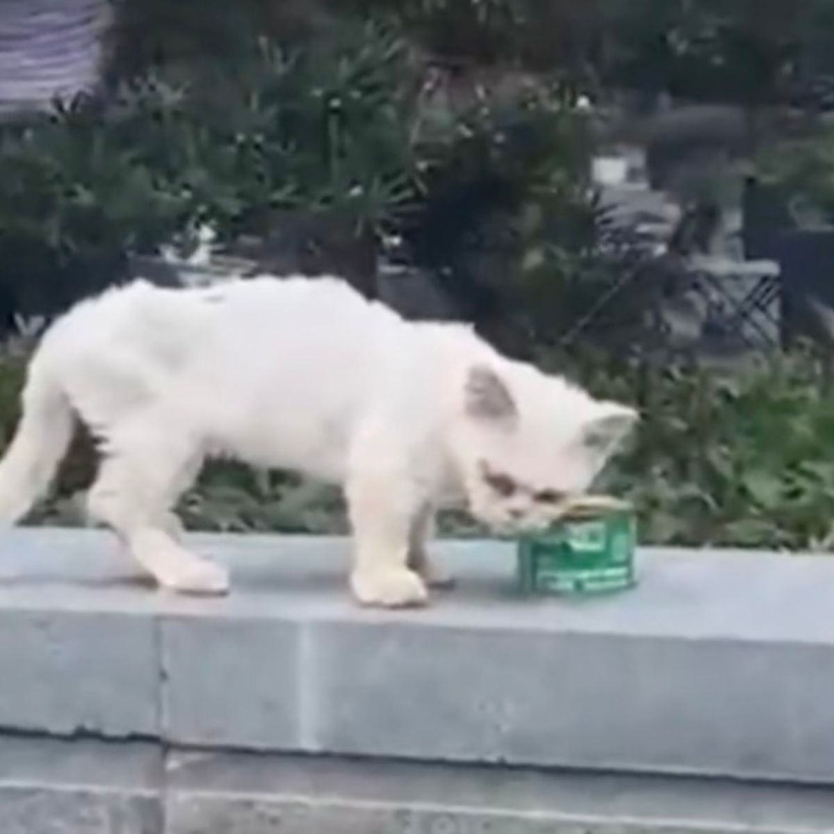 white old cat and food