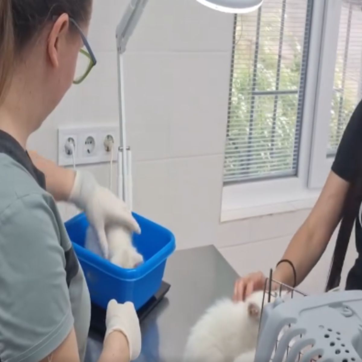 woman brought cats at veterinarinas