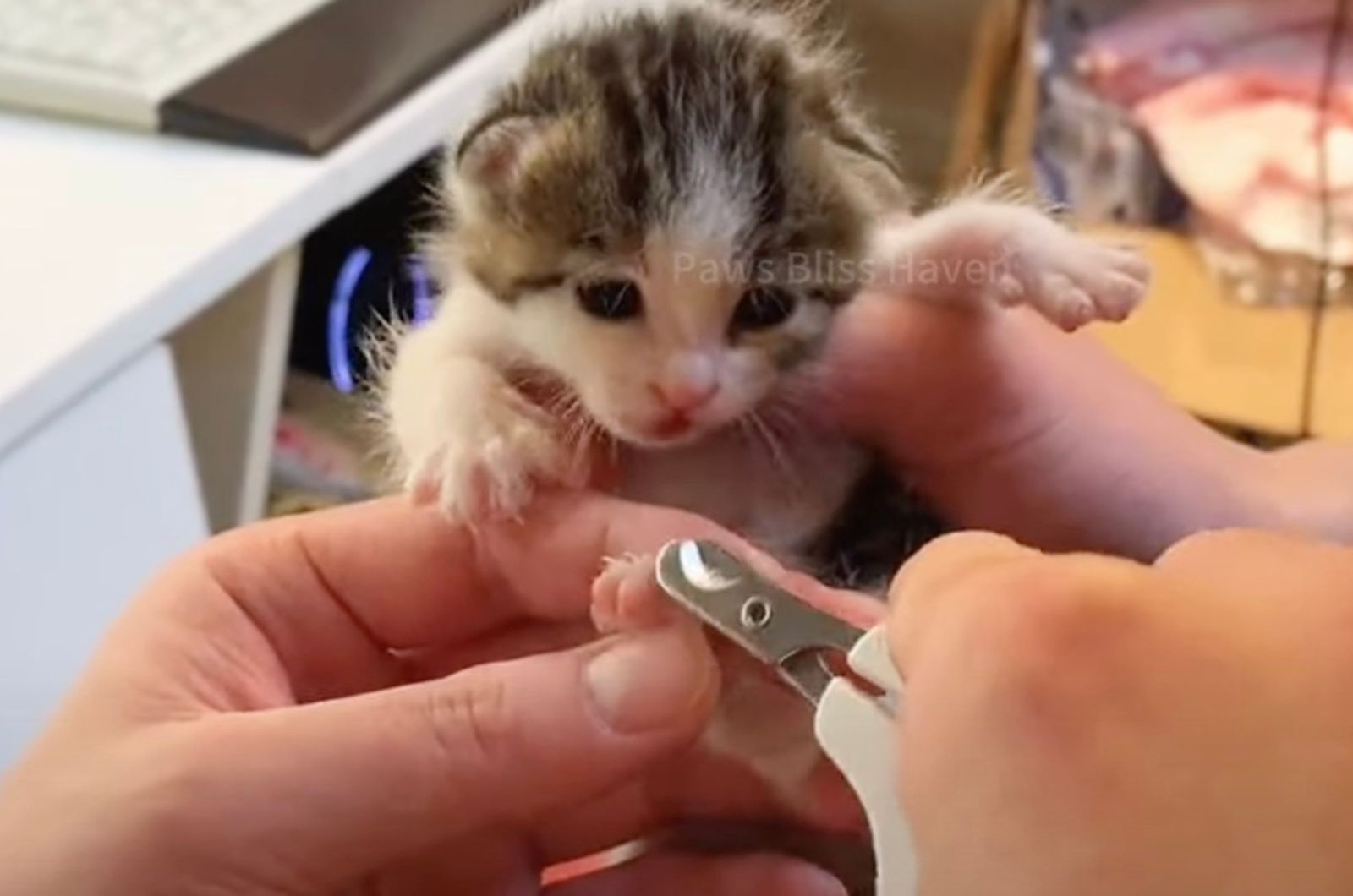 woman clipsing kitties nails
