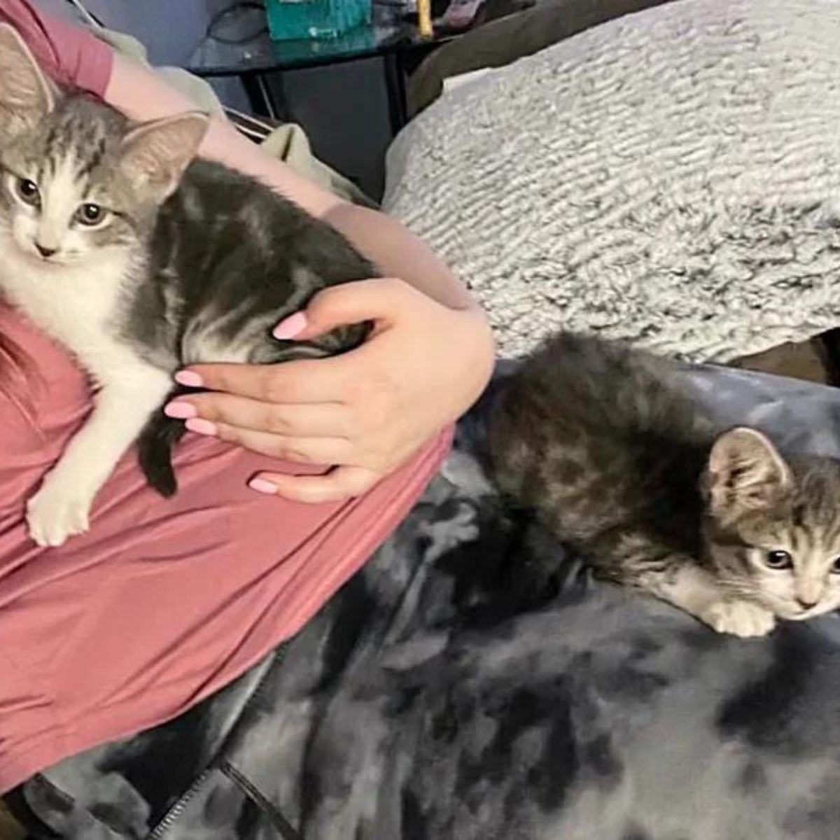 woman holding two gray kittens