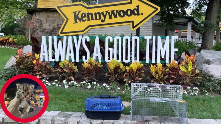 11 Cats Were Rescued At Kennywood Park And Now It’s Discovered Who’s ‘Guilty’ For It All