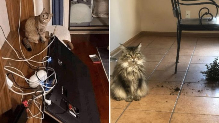 16 Photos Proving Cats Are Hooligans And Their Main Goal Is To Make Our Lives Difficult