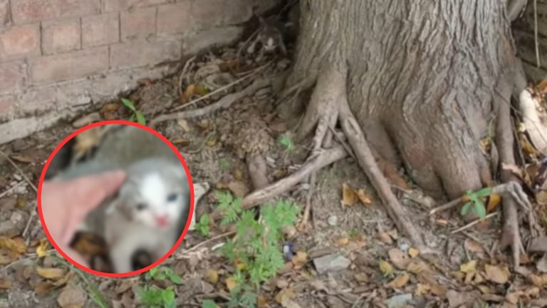 kitten next to a tree in backyard