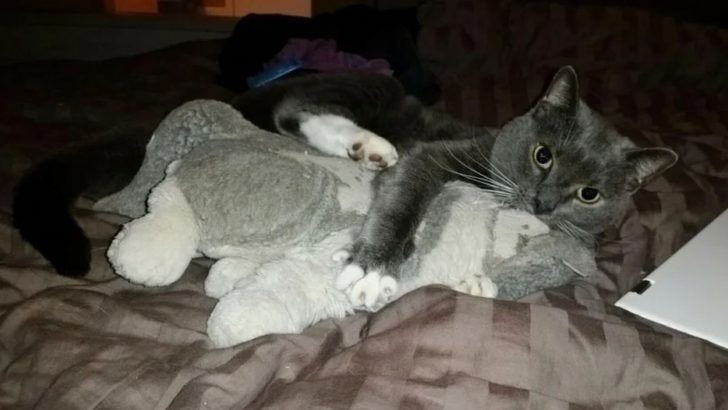 A Stuffed Animal Is The Only Thing This 16-Year-Old Cat Has Left From His Owner