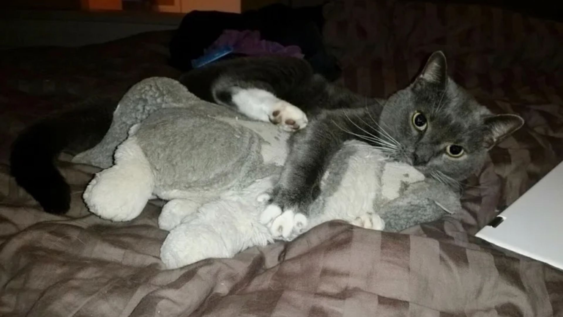 senior cat with stuffed animal