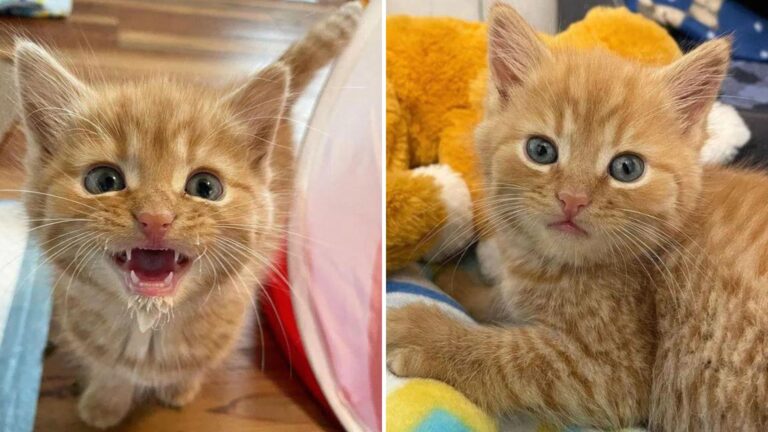 Abandoned Indiana Kitten Finds True Love And Turns Into A Purring Machine