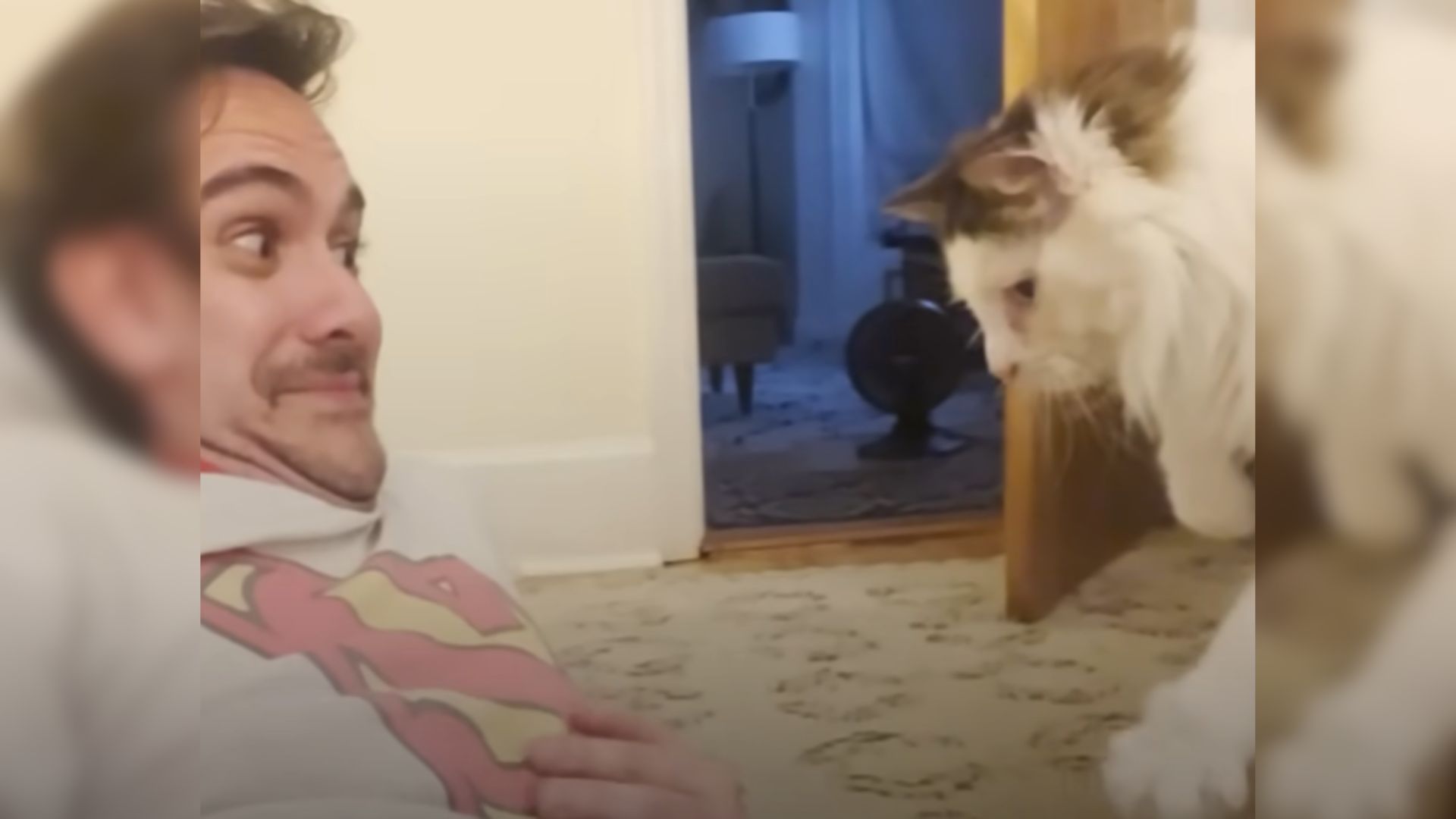 Adorable Foster Cat Can't Stop Stalking Her New Dad But The Ending Will ...