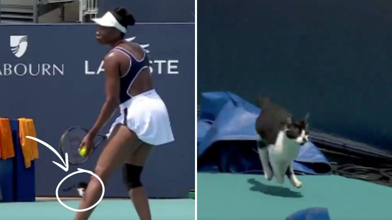 cat on a tennis court