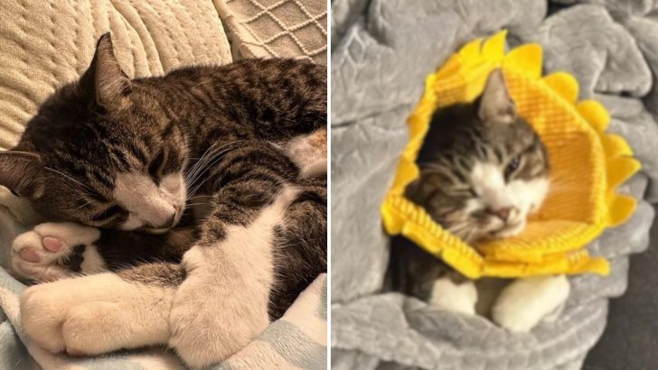 After 19 Radiation Treatments, Tabby Cat From Ohio Finally Beats Cancer